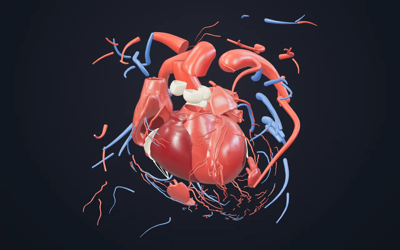 The heart from the 3D Human Body Atlas, spread apart into chambers, valves and coronary vessels