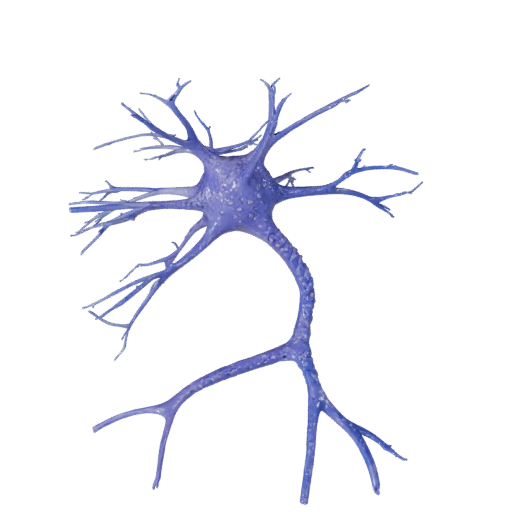 Neuron 3D model