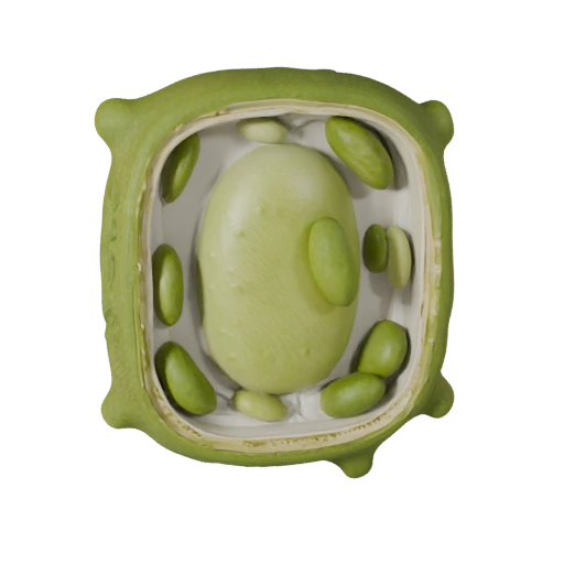 Plant Cell 3D model