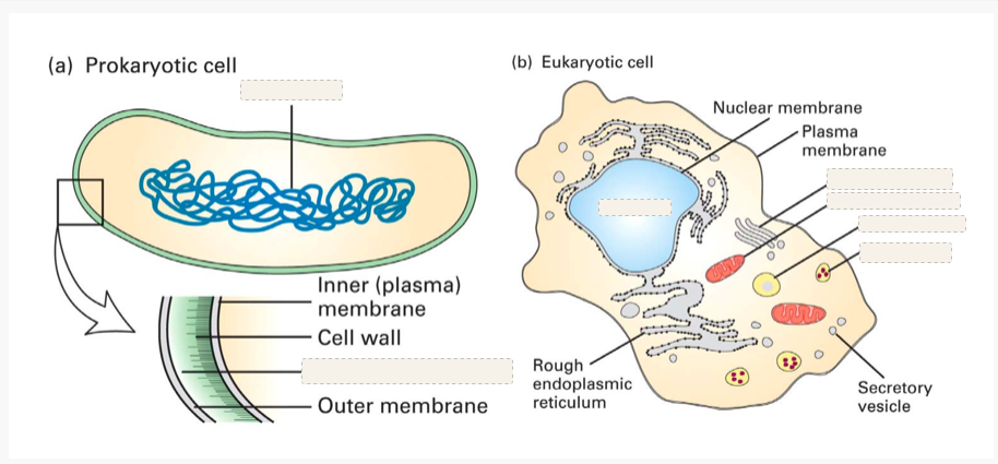 Label the cell — prokaryotic and eukaryotic diagrams with blank labels